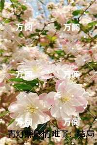 青灯照影情难了：结局+番外高口碑